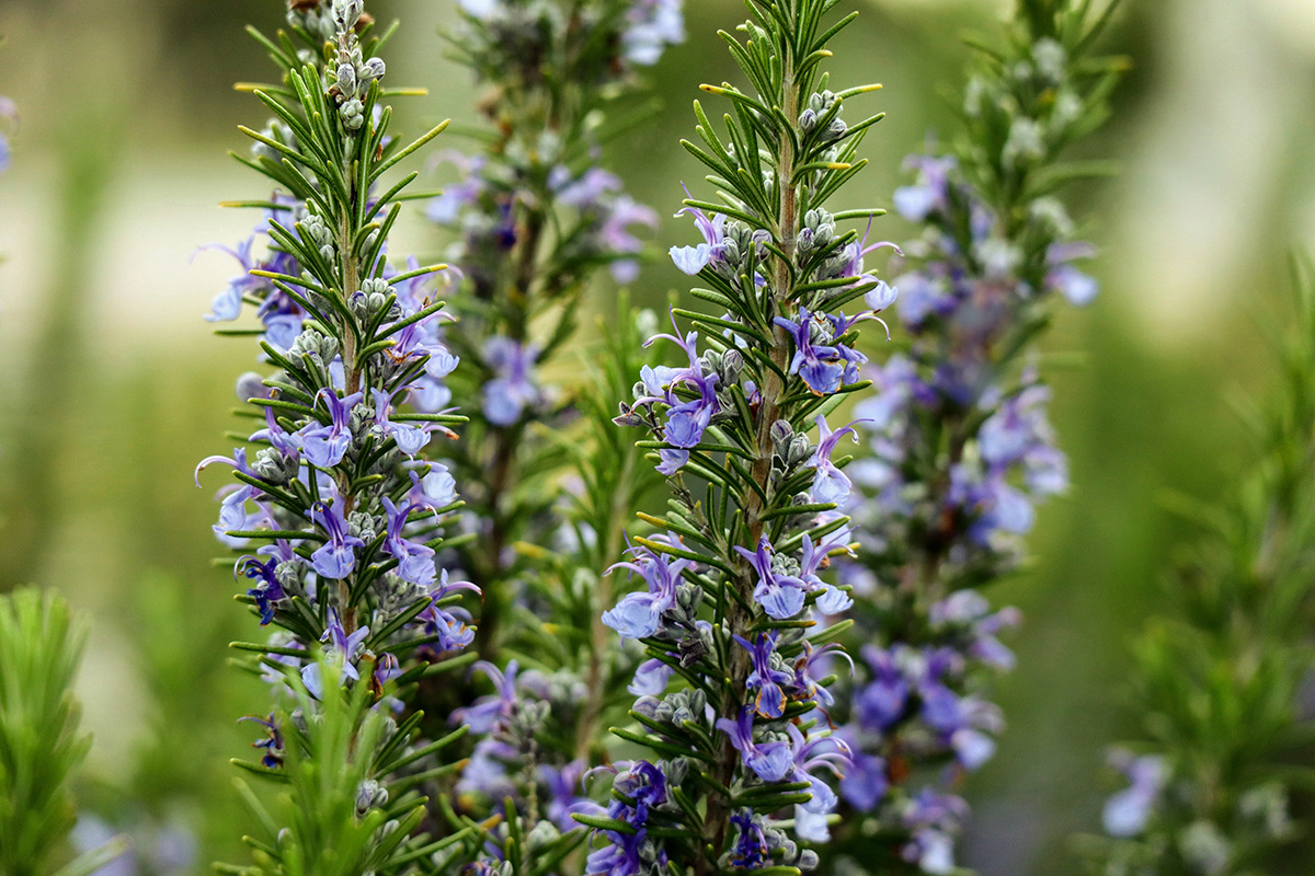 rosemary_3