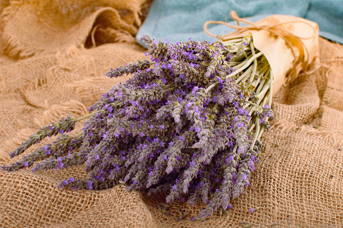 lavender_1