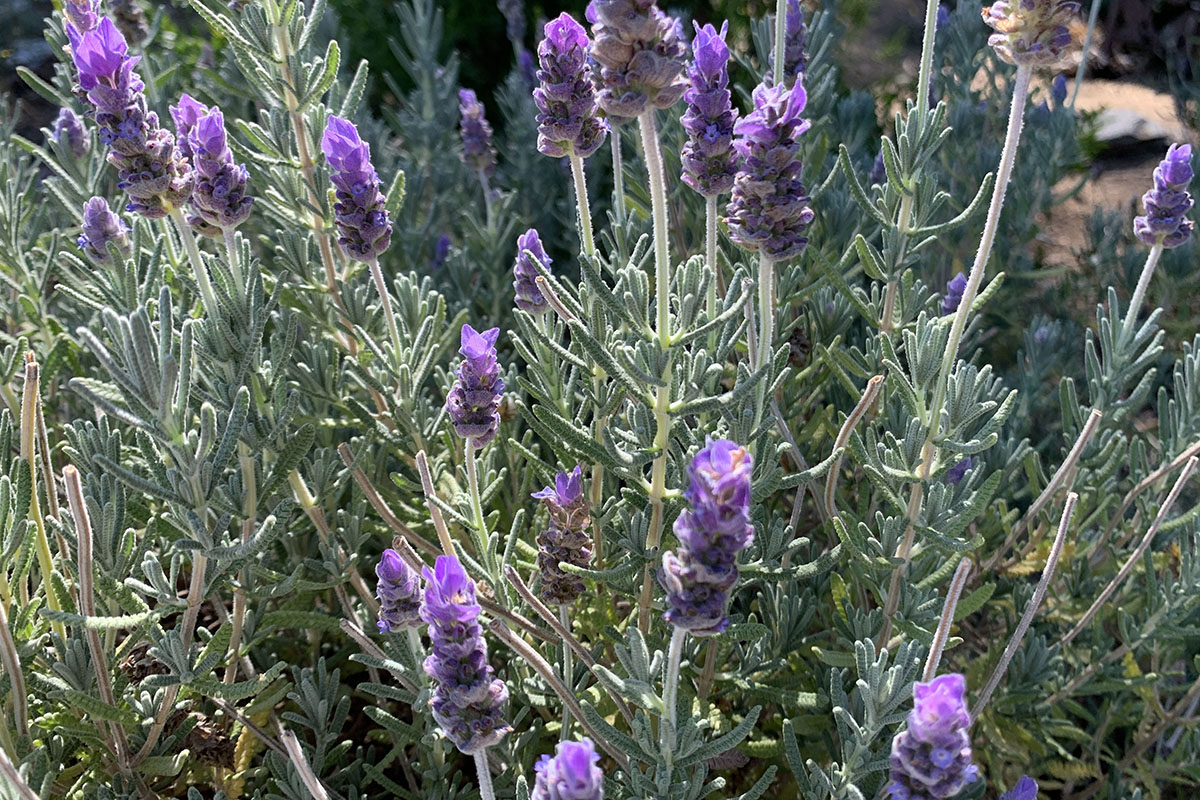 lavender_2